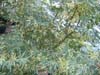 Acer Palmatum Roseomarginatum. Click for larger picture.