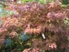 Acer Red Pygmy. Click for larger picture.