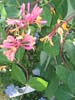 Lonicera Heckrotti. Click for larger picture.
