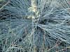 Stipa Tenuissima. Click for larger picture.