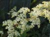 Rodgersia White. Click for larger picture.