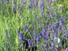 Lavender Hidcote. Click for larger picture.