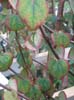Cercidiphyllum Japonicum. Click for larger picture.
