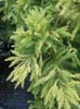 Cryptomeria Japonica. Click for larger picture.