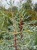 Cupressus Glabra. Click for larger picture.