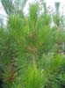 Pinus Radiata. Click for larger picture.